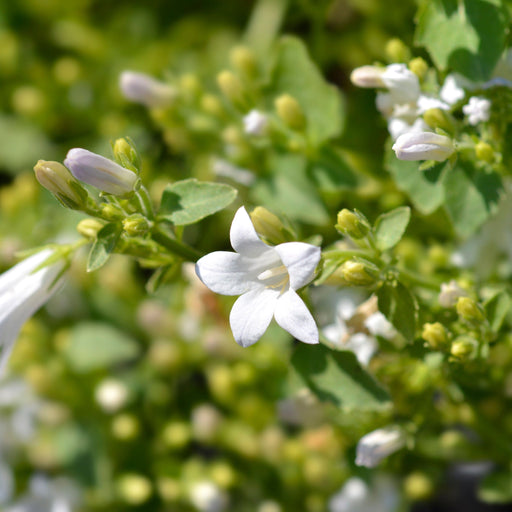 Campanula portenschlagiana 'Clockwise' White 9cm -