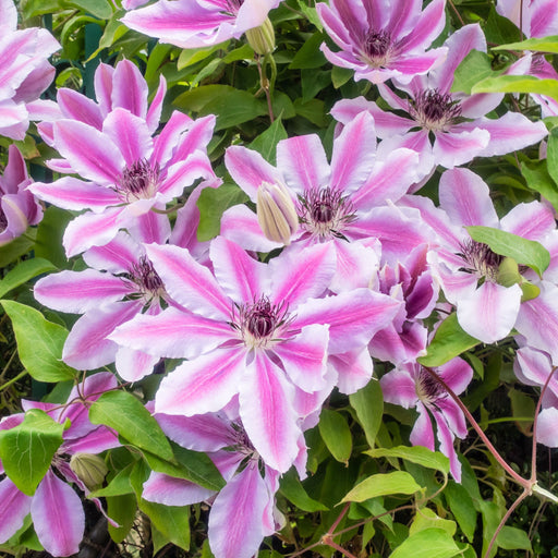 Clematis 'Nelly Moser' 60cm -