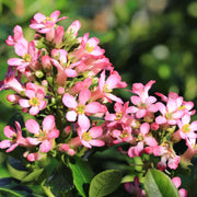 Escallonia 'Pink Elle' 9cm - Home & Garden > Plants > Indoor & Outdoor Plants > Bushes & Shrubs > Shrubs