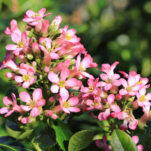 Escallonia 'Pink Elle' 9cm - Home & Garden > Plants > Indoor & Outdoor Plants > Bushes & Shrubs > Shrubs