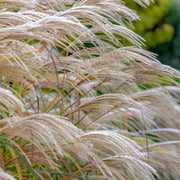 Miscanthus sinensis 'Kleine Silberspinne' 2L -