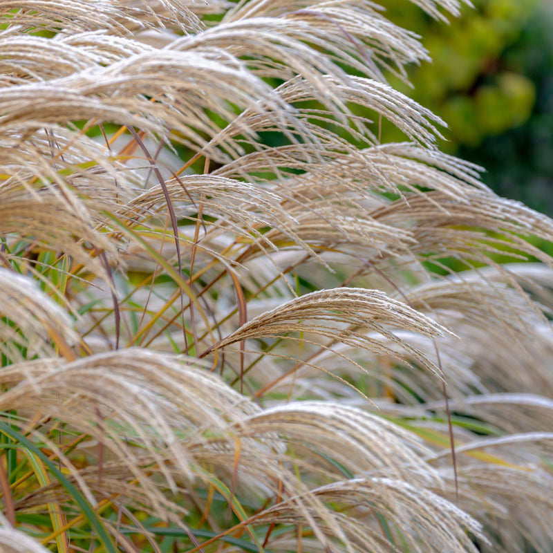Miscanthus sinensis 'Kleine Silberspinne' 2L -