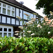 Hydrangea quercifolia 'Snow Flake' (Oak Leaf Hydrangea) - 2.5L -