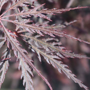 Acer palmatum Firecracker 3L -