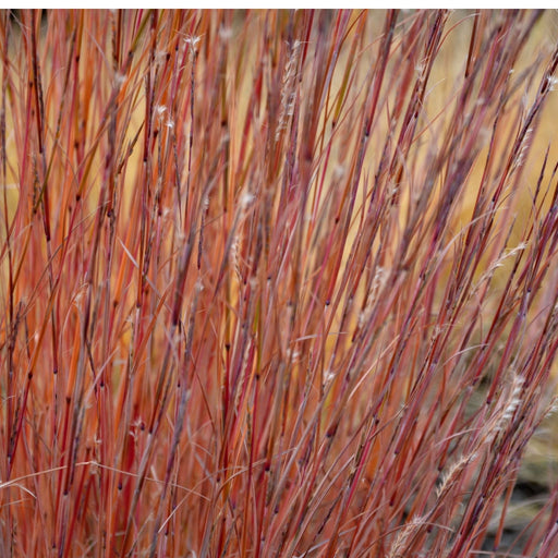 Stipa arundinacea 9cm -