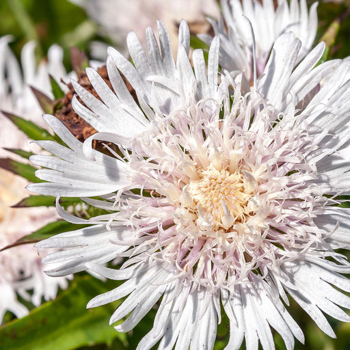 Stokesia 'Divinity' 2L -