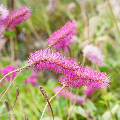 Sanguisorba Pink Brushes 2L -