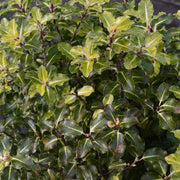 Pittosporum tenuifolium 'Gold Star' 9cm / 5L Ball -
