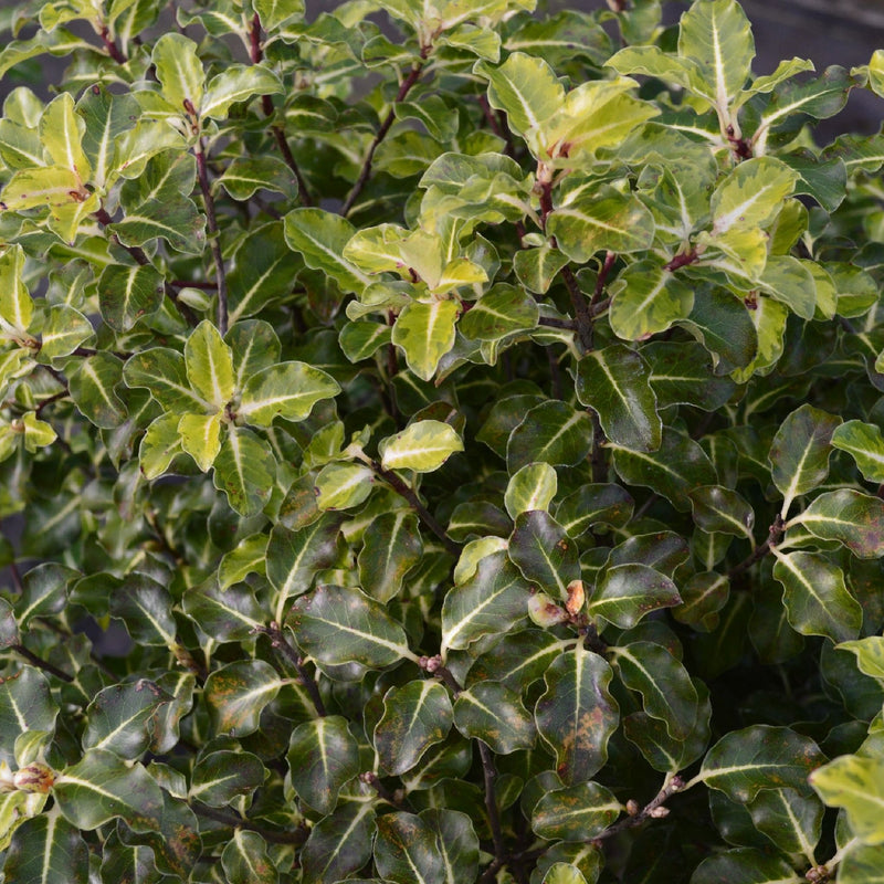 Pittosporum tenuifolium 'Gold Star' 9cm / 5L Ball -
