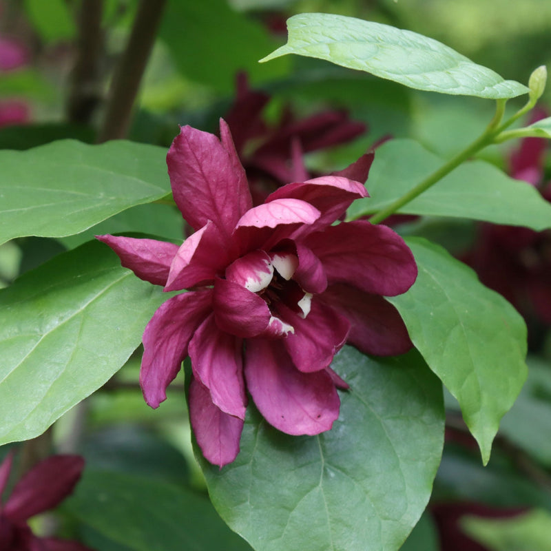 Calycanthus Floridus 3L -