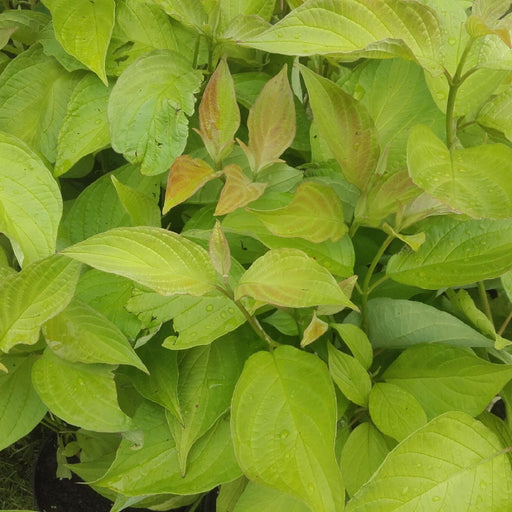 Cornus alba Aurea 1L / 2L -