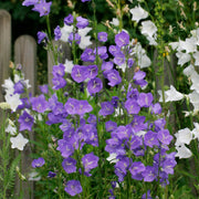 Campanula persicifolia 'Caerulea' - Blue 9cm / 2L -