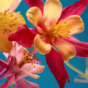 Aquilegia earlybird Red/Yellow 9cm -