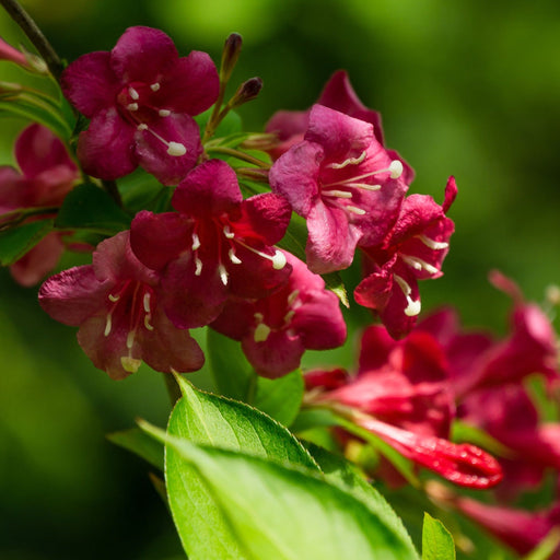 Weigela Florida - Bristol Ruby 3L -