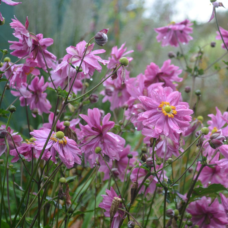 Anemone x hybrida Prince Henryi 9cm -