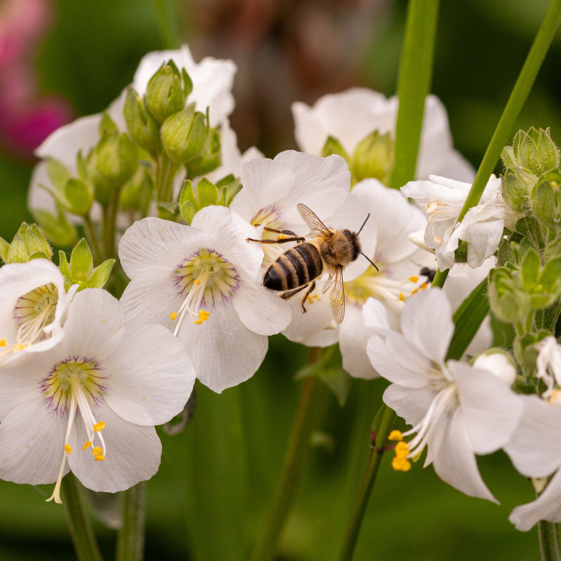 Polemonium caeruleum (Jacob's Lader) White 9cm -