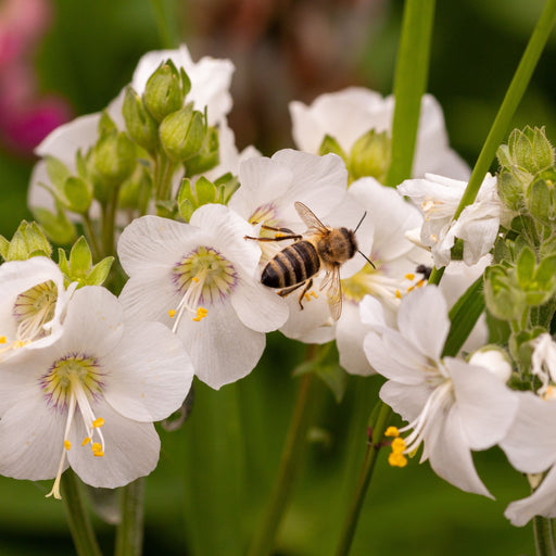 Polemonium caeruleum (Jacob's Lader) White 9cm -