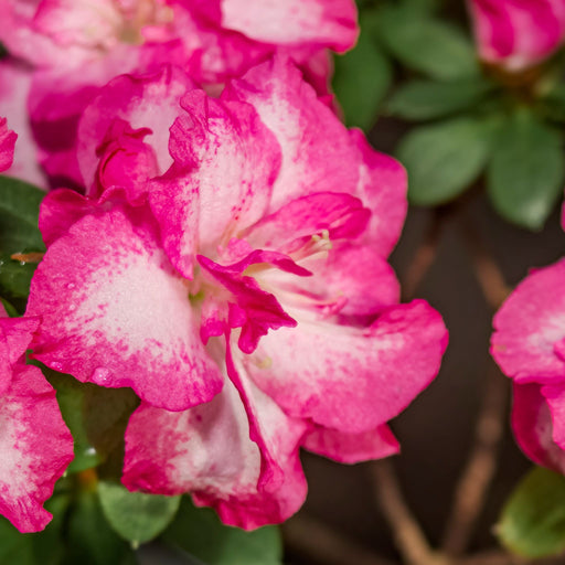 Rhododendron Midnight Mystique 5L -