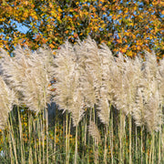 Cortaderia Selloana 'White Plume' 2L -
