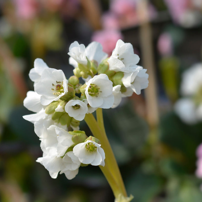 Bergenia Bressingham White 2L -