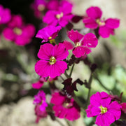 Aubretia hybrida axcent Burgundy 9cm Pot -