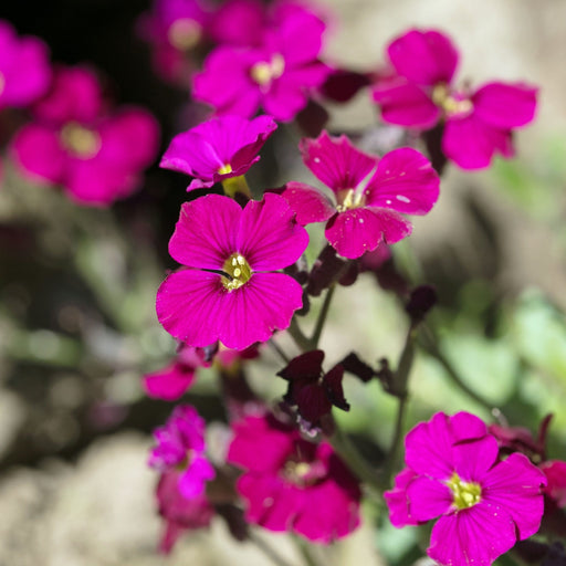 Aubretia hybrida axcent Burgundy 9cm Pot -