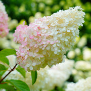 Hydrangea paniculata 'Pink Lady' 1L / 1.5L -