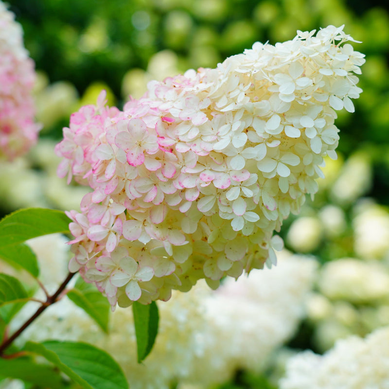 Hydrangea paniculata 'Pink Lady' 1L / 1.5L -