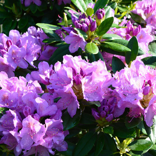 Rhododendron 'Catawbiense Grandiflorum' 3L -