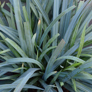 Carex 'Bunny Blue' 2L - Home & Garden > Plants > Indoor & Outdoor Plants > Landscaping & Garden Plants > Landscaping Plants