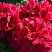 Rhododendron 'Lord Roberts' 5L -
