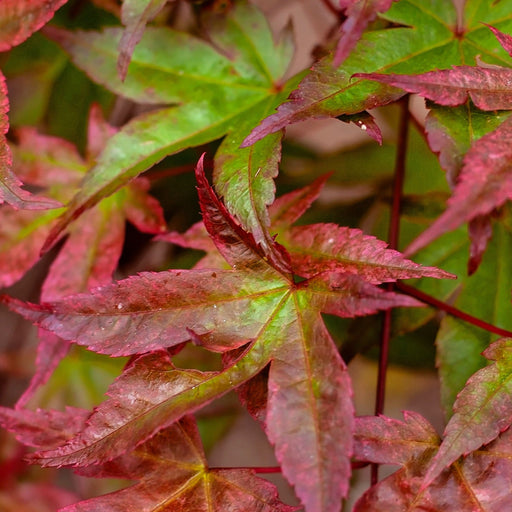 Acer palmatum Beni-maiko 3L -