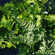 Dryopteris ‘The King’ 9cm Pot -