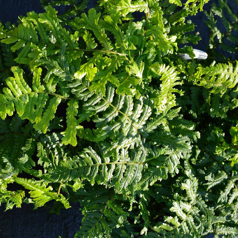 Dryopteris ‘The King’ 9cm Pot -