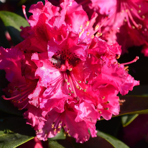 Rhododendron 'Marie Fortie' 5L -