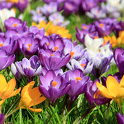 Specie Crocus Mixed (15 Bulbs) -