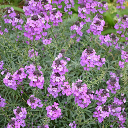 Erysimum 'Bowles Mauve' (Three Sizes Available) -