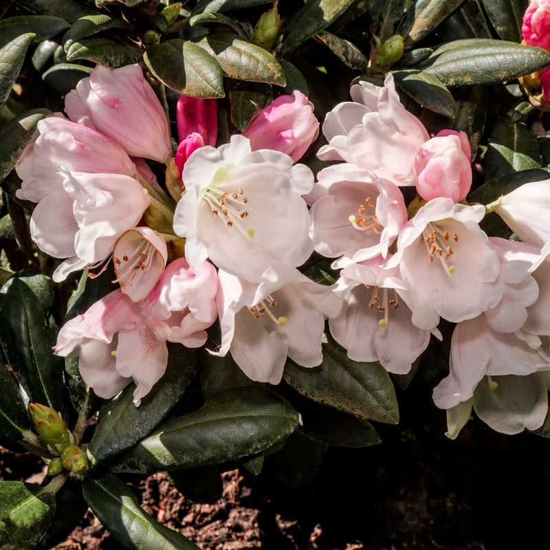 Rhododendron yakushimanum 'Dreamland' 3L -