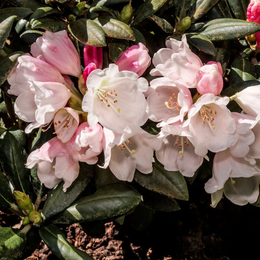 Rhododendron yakushimanum 'Dreamland' 3L -