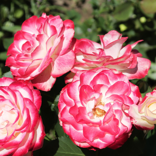 Rosy Boom Mini Potted Rose 5L -