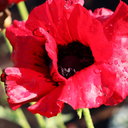 Papaver 'Beauty of Livermere' (Poppy) 9cm/2L/3L -