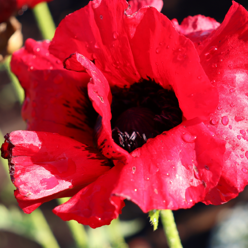 Papaver 'Beauty of Livermere' (Poppy) 9cm/2L/3L -