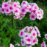 Phlox paniculata 'Bright Eyes' 9cm -