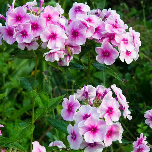 Phlox paniculata 'Bright Eyes' 9cm -
