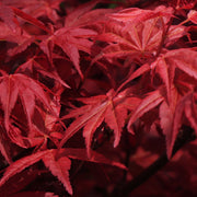 Acer palmatum Shaina 3L -