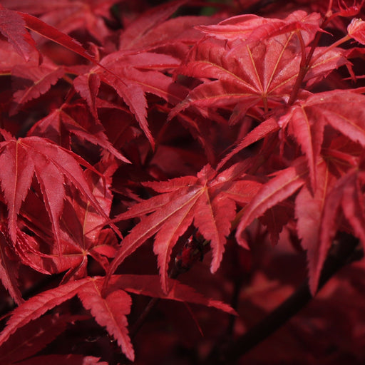 Acer palmatum Shaina 3L -