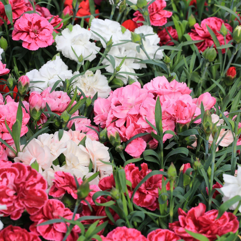 Dianthus 9cm/1.5L (Our Choice) -