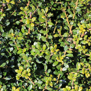 Ilex crenata 'Glory Gem' | Japanese Holly 1L -