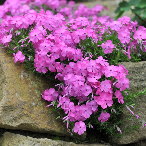 Phlox subulata 'McDaniels Cushion' 9cm/1.5L -