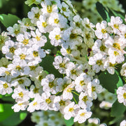 Spiraea japonica 'Halward's Silver' 1L -